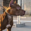 Cães da raça pitbull podem ser proibidos no Brasil