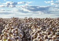 Agricultura baiana  foca em tecnologia e diversidade e mira crescimento em 2026 imagem