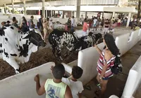 O que acontece depois que a Fenagro acaba? Saiba como animais voltam para casa imagem