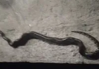 Homem é atacado por sucuri e mata a cobra a mordidas imagem