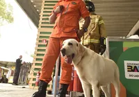 Operação fofura: cadela bombeira vira atração na Fenagro