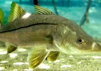 Peixe do Brasil supera salmão e vira destaque internacional imagem
