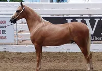Primeiro campeonato: potros Mangalarga dão show na Fenagro 2025 imagem