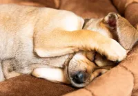 Réveillon, terror para os pets: fogos podem causar pânico e morte imagem