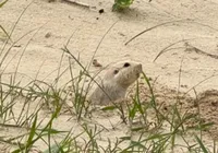 Tuco-tuco reaparece no litoral e acende alerta sobre preservação ambiente
