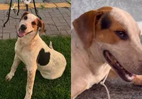 Após morte de Orelha, cão comunitário Abacate morre baleado imagem