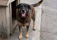 Protestos em prol do cão Orelha tomam conta do Brasil