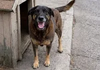 Caso Orelha: após conclusão, Justiça pede internação de adolescente