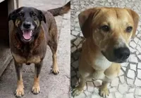 Polícia nega novo crime de jovens acusados de matar cão Orelha imagem