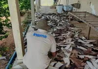 Mais de uma tonelada de barbatanas de tubarão são apreendidas na Bahia