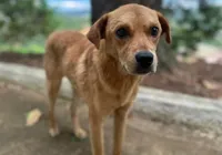 Mais um: cachorro comunitário é morto por envenenamento