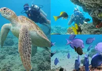 Mergulho em Salvador: a joia escondida que une turismo e preservação imagem