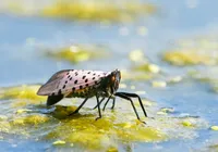 Moscas da China se moldaram geneticamente para invadir EUA