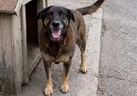 Governo aumenta multa por maus-tratos a animais para até R$ 1 milhão