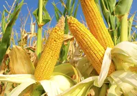 Suspeito de furtar 10 toneladas de milho de depósito público é preso na Bahia