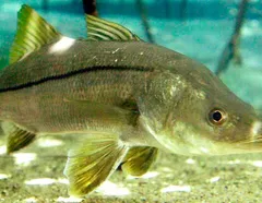 Peixe do Brasil supera salmão e vira destaque internacional - Imagem