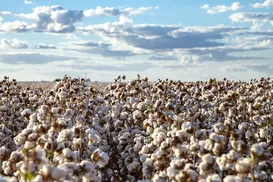 Agricultura baiana  foca em tecnologia e diversidade e mira crescimento em 2026 - Imagem