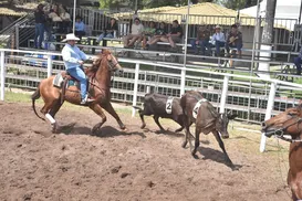 Dupla baiana brilha e leva título na final eletrizante de Ranch Sorting - Imagem