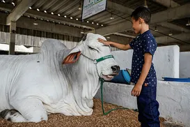 A feira da cooperação - Imagem