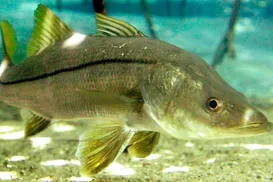 Peixe do Brasil supera salmão e vira destaque internacional - Imagem