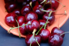 Praga perigosa faz Brasil destruir mais de uma tonelada de cerejas - Imagem