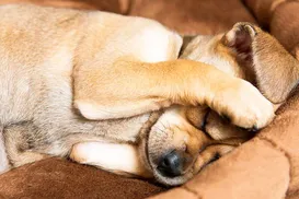 Réveillon, terror para os pets: fogos podem causar pânico e morte - Imagem