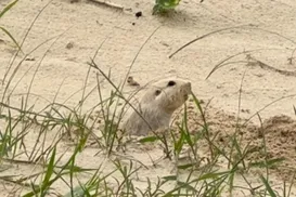 Tuco-tuco reaparece no litoral e acende alerta sobre preservação ambiente - Imagem