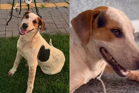 Após morte de Orelha, cão comunitário Abacate morre baleado - Imagem