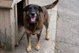 Corpo do cão Orelha é exumado e passa por nova perícia a pedido do MP - Imagem
