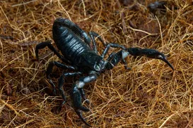 Escorpiões deixam rastros? Saiba como identificar a presença do animal - Imagem