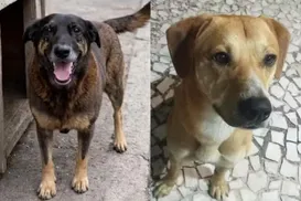 Polícia nega novo crime de jovens acusados de matar cão Orelha - Imagem