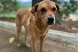 Mais um: cachorro comunitário é morto por envenenamento - Imagem