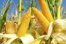 Milho da Bahia tem recorde a comemora - Imagem