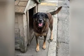 Caso Orelha: hotel nega vínculo de dono com suspeitos e relata ameaças - Imagem