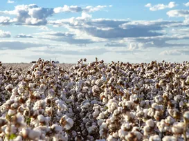 Agricultura baiana  foca em tecnologia e diversidade e mira crescimento em 2026 - Imagem
