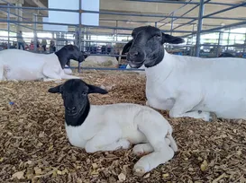 Caçulinha! A história de Fernanda, a ovelha recém-nascida da Fenagro - Imagem