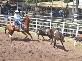 Dupla baiana brilha e leva título na final eletrizante de Ranch Sorting - Imagem