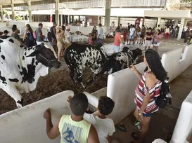O que acontece depois que a Fenagro acaba? Saiba como animais voltam para casa - Imagem