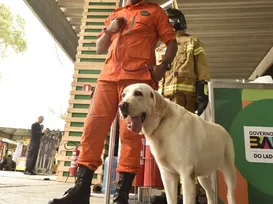 Operação fofura: cadela bombeira vira atração na Fenagro - Imagem