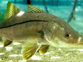 Peixe do Brasil supera salmão e vira destaque internacional - Imagem