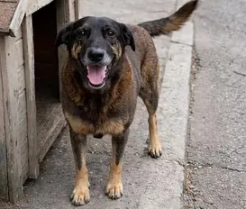 Corpo do cão Orelha é exumado e passa por nova perícia a pedido do MP - Imagem
