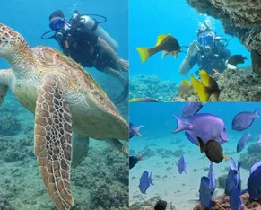 Mergulho em Salvador: a joia escondida que une turismo e preservação - Imagem