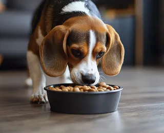 Alimentação natural ou ração: qual a melhor dieta para seu pet?
