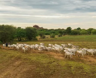 Grupo que furtava e matava gados no Sul da Bahia é preso após operação