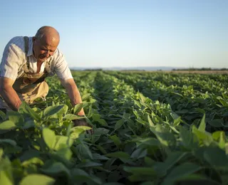Agricultor pode pagar multa milionária por cultivar fruta patenteada