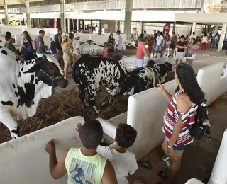 O que acontece depois que a Fenagro acaba? Saiba como animais voltam para casa