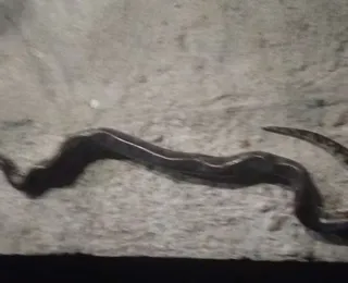 Homem é atacado por sucuri e mata a cobra a mordidas