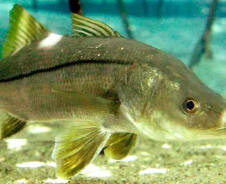 Peixe do Brasil supera salmão e vira destaque internacional