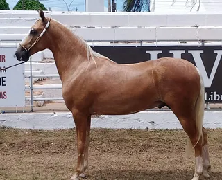 Primeiro campeonato: potros Mangalarga dão show na Fenagro 2025