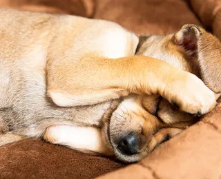 Réveillon, terror para os pets: fogos podem causar pânico e morte